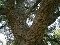 Cork oak trunk